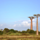 Baobabbäume Madagaskar