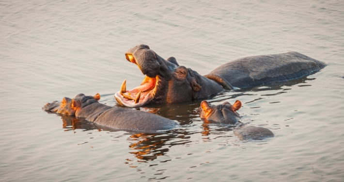 Flusspferde in Botswana