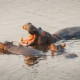 Flusspferde in Botswana