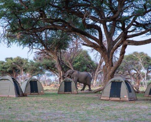Zeltcamp auf einer Botswana Safari