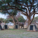 Zelte in Botswana