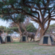 Zeltcamp auf einer Botswana Safari