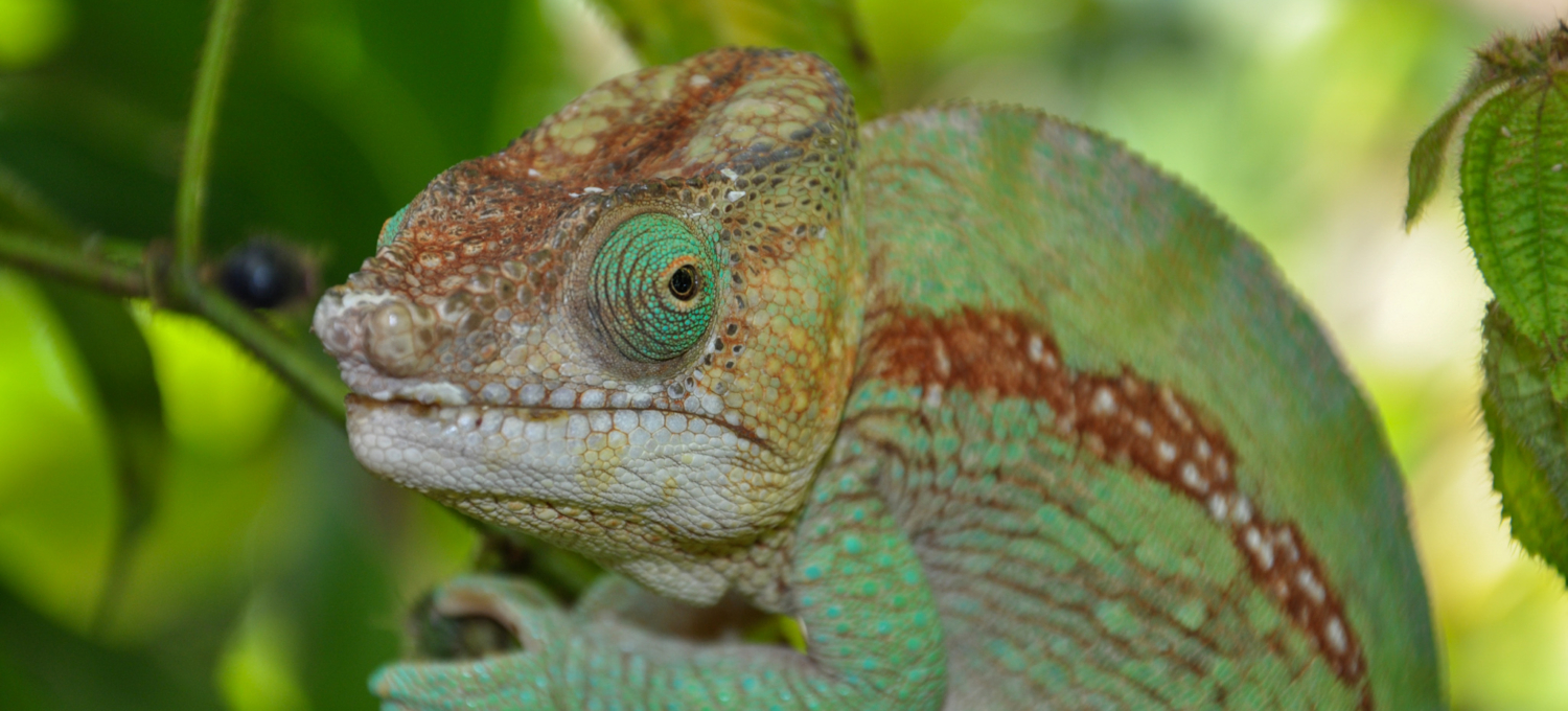 Chamäleon auf Madagaskar