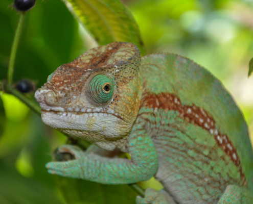 Chamäleon auf Madagaskar