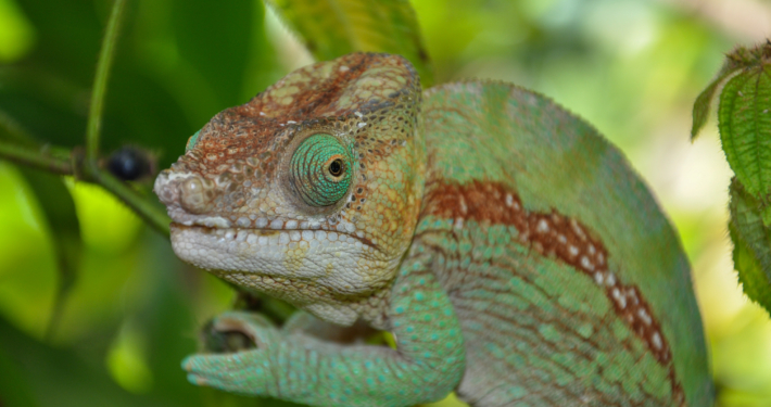 Chamäleon auf Madagaskar