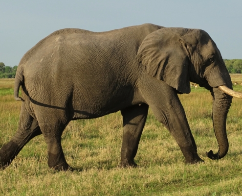 Elefant im Chobe