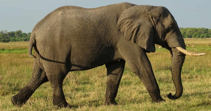 Elefant im Chobe Nationalpark auf einer Botswana Rundreise