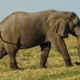 Elefant im Chobe Nationalpark auf einer Botswana Rundreise