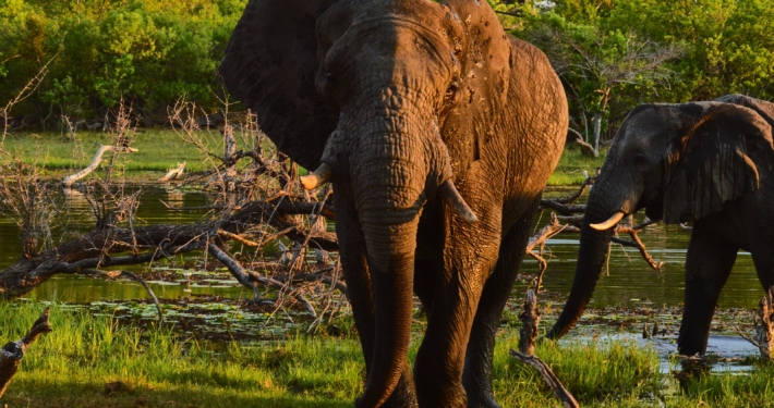 Elefant in Khwai