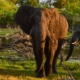 Elefant auf einer Botswana Reise