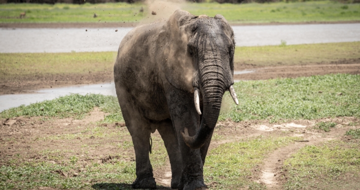 Elefant am Lake Manze