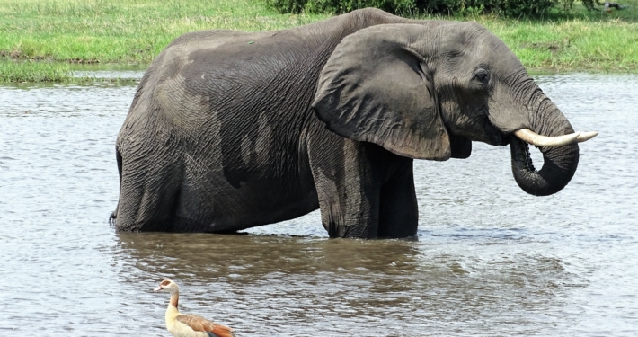 Elefant in Moremi