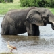 Elefant in Moremi