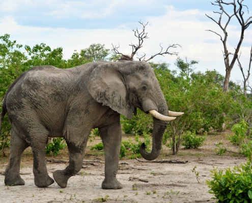 Elefant im Okavango Delta in Botswana