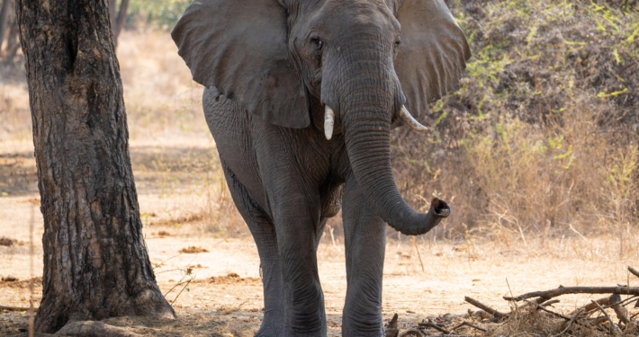 Elefant im Ruaha Nationalpark