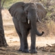 Elefant im Ruaha Nationalpark