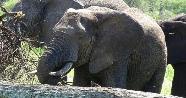 Elefant im Tarangire Nationalpark