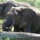 Elefant im Tarangire Nationalpark