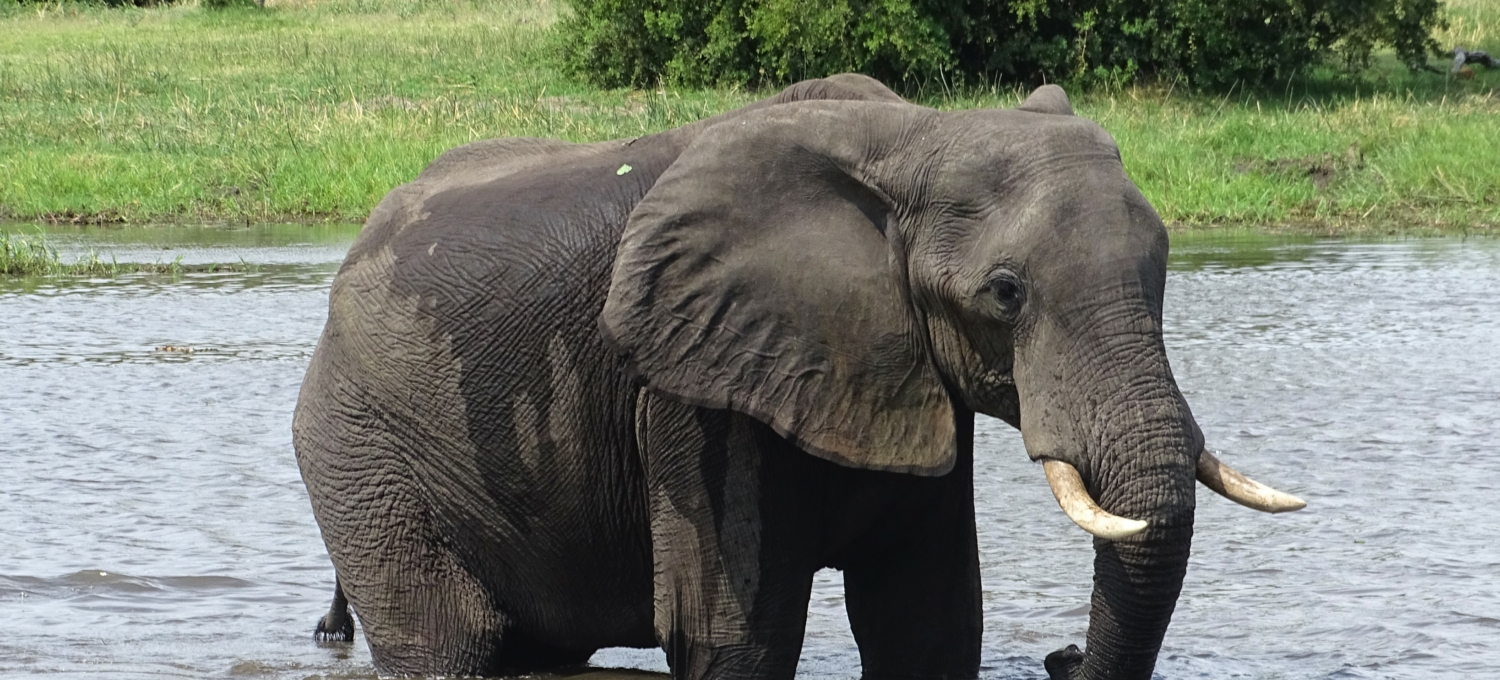 Elefant Zambezi Simbabwe