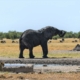 Elefant und Löwen im Etosha