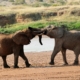 kämpfende Elefanten