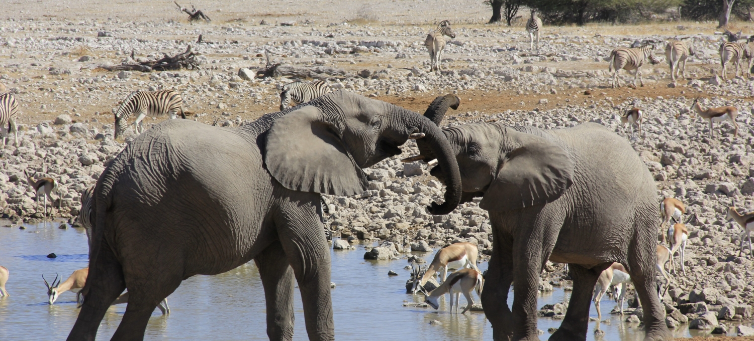 Elefanten Etosha