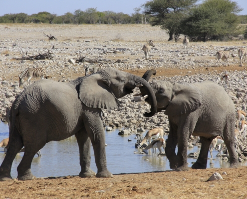 Elefanten Etosha