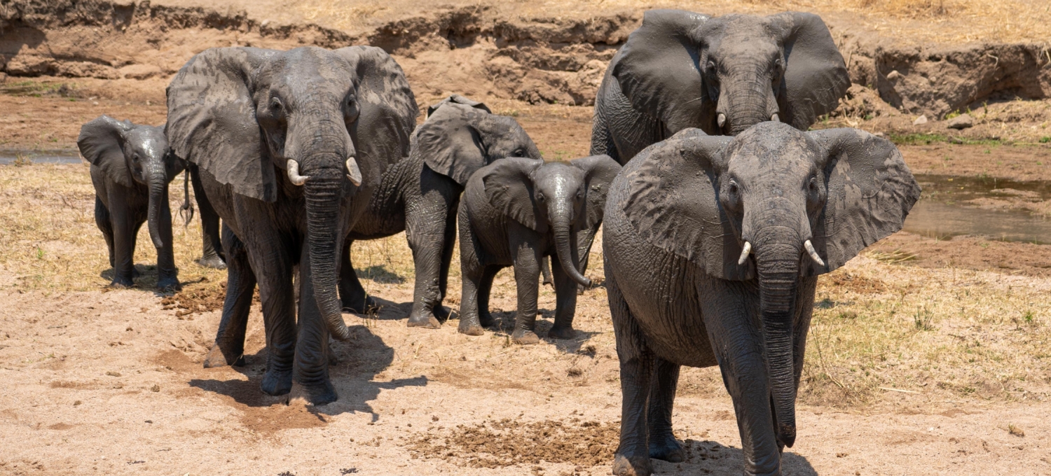 Elefantenherde im Ruaha Nationalpark