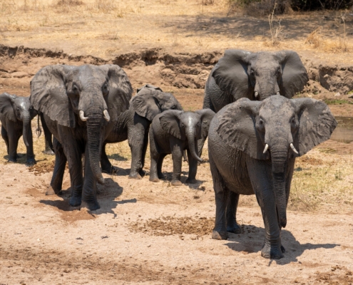 Elefantenherde im Ruaha Nationalpark