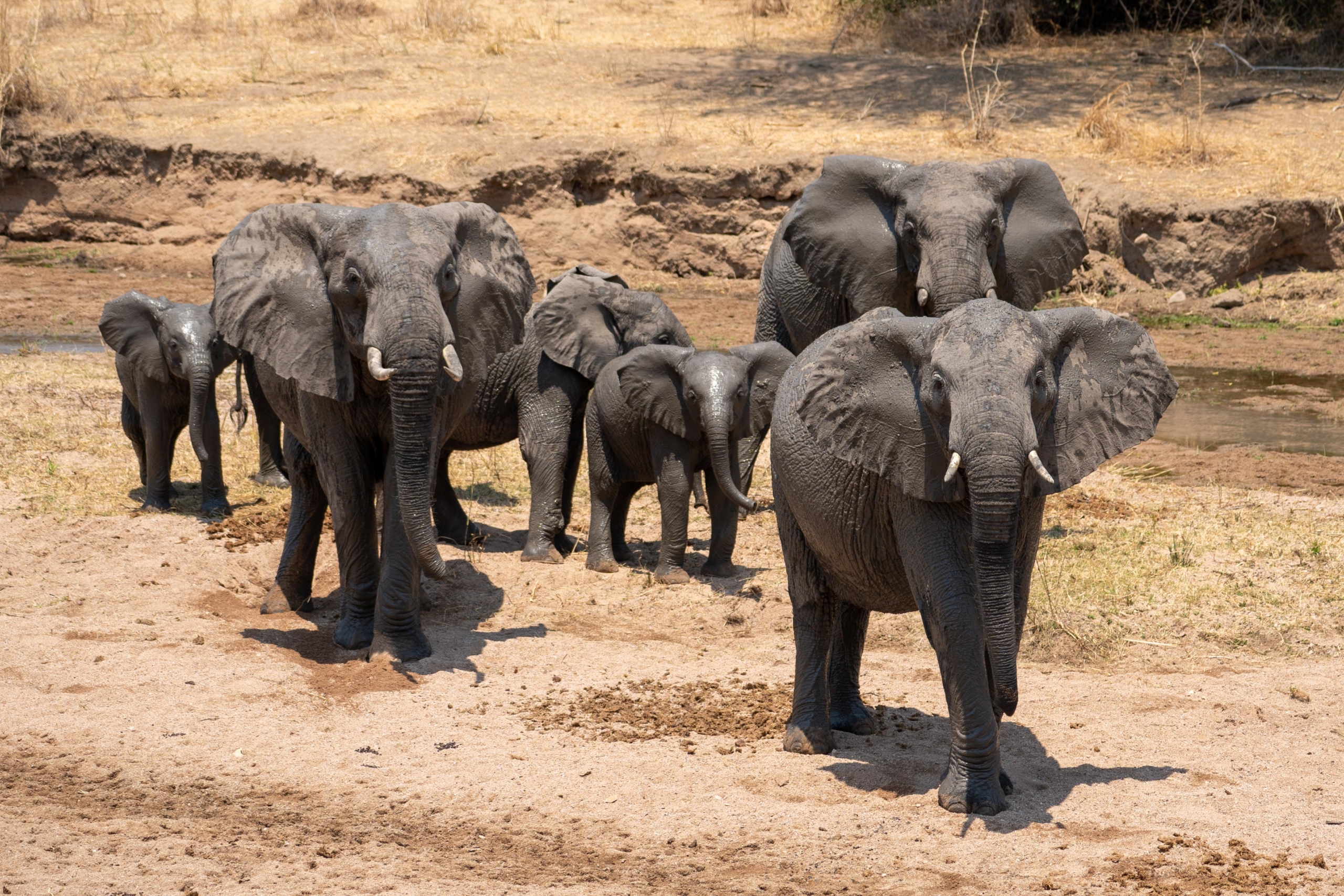 Elefantenherde im Ruaha Nationalpark