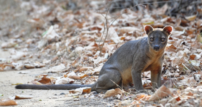 Fossa Wildkatze