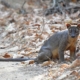 Fossa Wildkatze