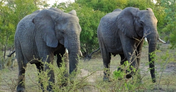 Elefanten Addo Elefant