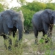 Elefanten Addo Elefant