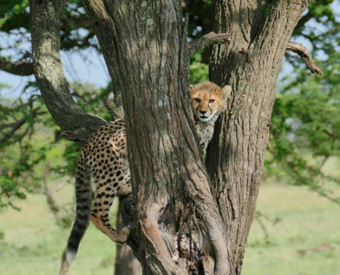 kleiner Gepard in Kenia