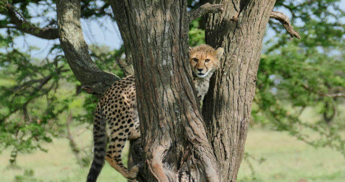 kleiner Gepard in Kenia