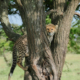 kleiner Gepard in Kenia