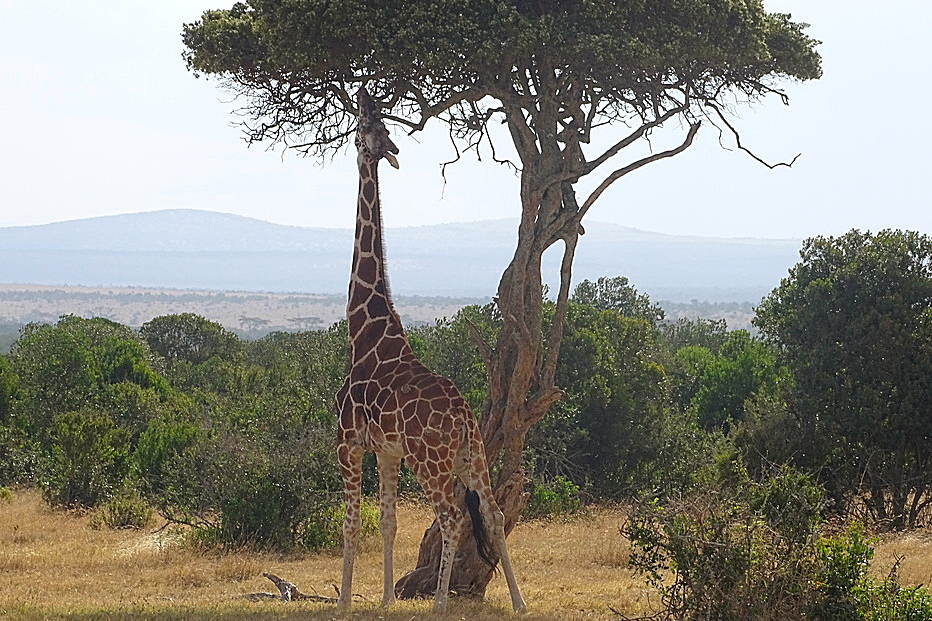 Giraffe in Kenia