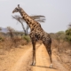 Giraffe im Ruaha Nationalpark