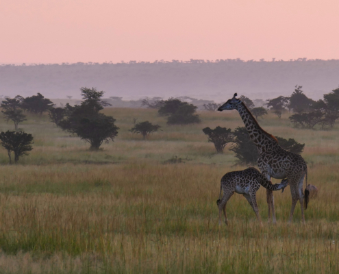 Giraffen in Olare Motorogi