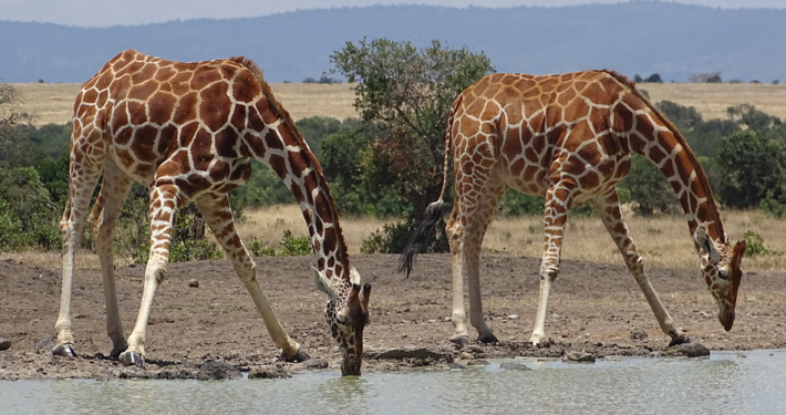 Giraffen am Wasserloch
