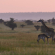 Giraffen in Olare Motorogi