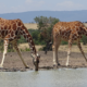 Giraffen am Wasserloch