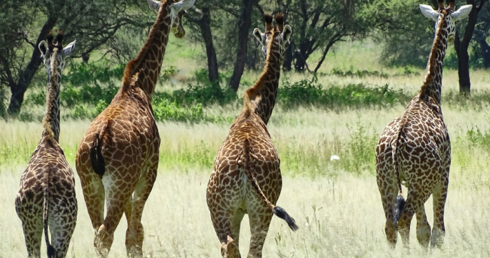 Giraffen im Tarangire Nationalpark