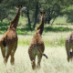 Giraffen im Tarangire Nationalpark