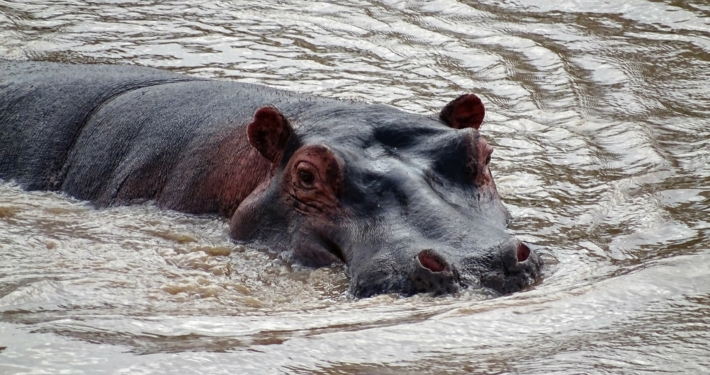 Hippo in Tansania