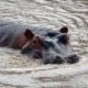 Hippo in Tansania