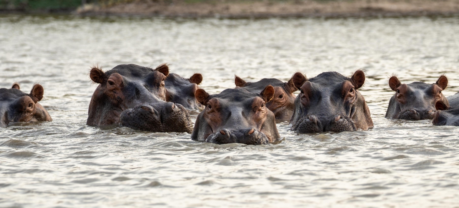 Hippos im Lake Manze