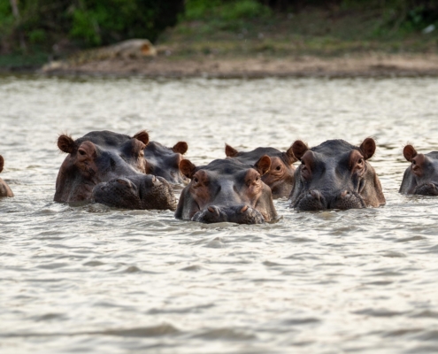 Hippos im Lake Manze