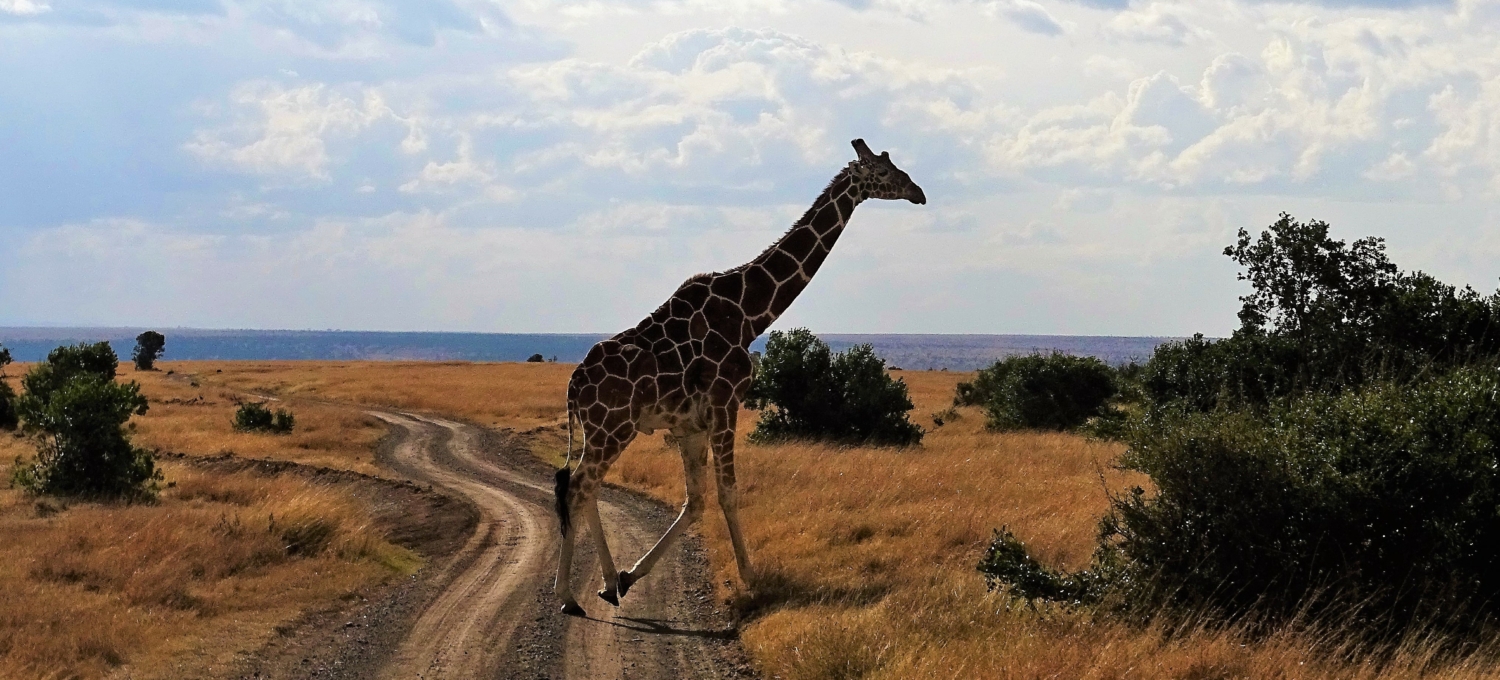 Kenia Giraffe